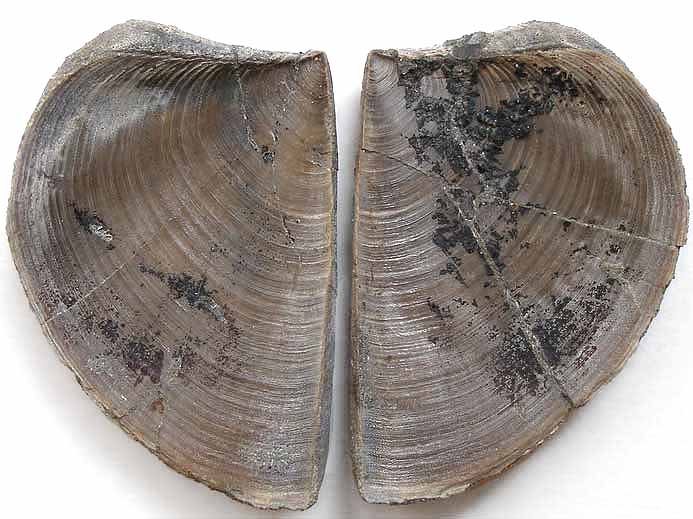 Laevaptychus latus fossile du jurassique Boulonnais