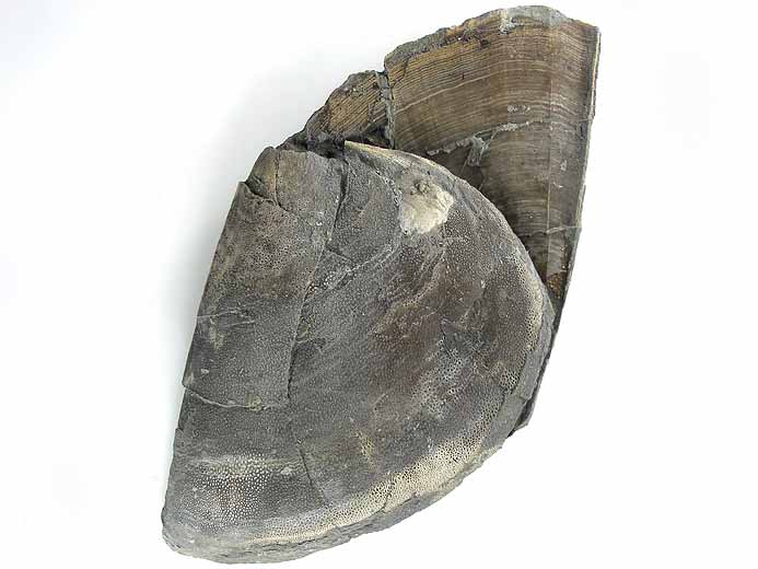 Double Laevaptychus latus fossile du jurassique Boulonnais