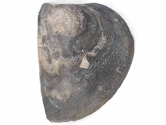 Laevaptychus sp fossile jurassique Boulonnais