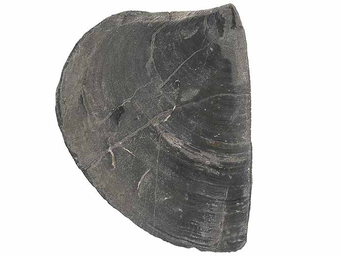 Laevaptychus sp fossile Boulonnais
