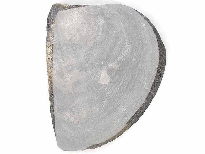 Laevaptychus sp fossile Boulonnais