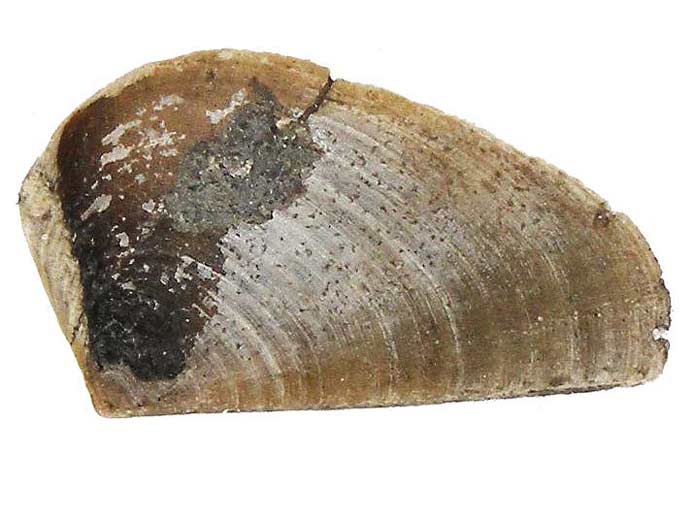 Petit Laevaptychus sp fossile du jurassique Boulonnais