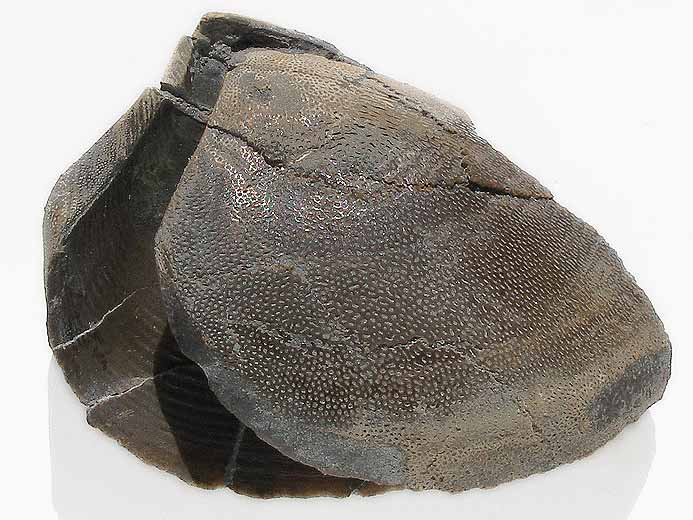 Double Laevaptychus latus fossile du jurassique Boulonnais