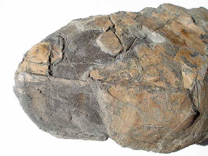 Double Laevaptychus latus fossile du jurassique Boulonnais