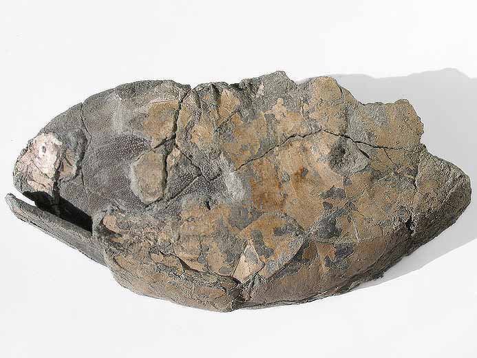 Double Laevaptychus latus fossile du jurassique Boulonnais
