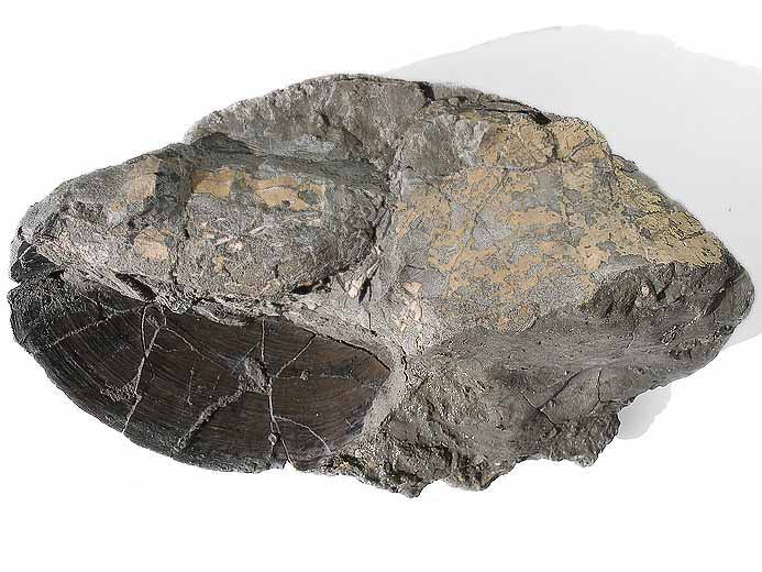 Double Laevaptychus latus fossile du jurassique Boulonnais