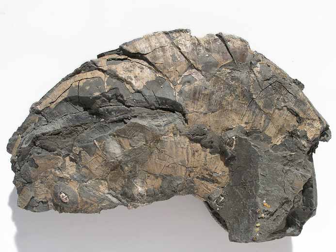 Double Laevaptychus latus dans 1 Aspidoceras fossile du jurassique Boulonnais