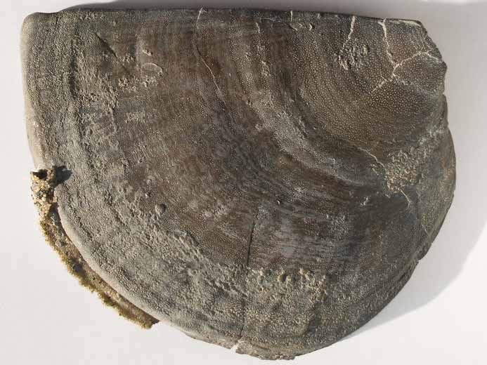 Laevaptychus sp & Polychaetes fossile du jurassique Boulonnais
