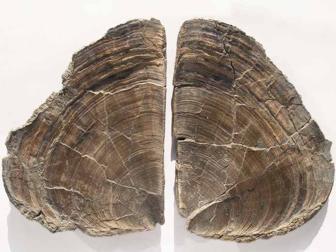 Double Laevaptychus latus fossile du jurassique Boulonnais