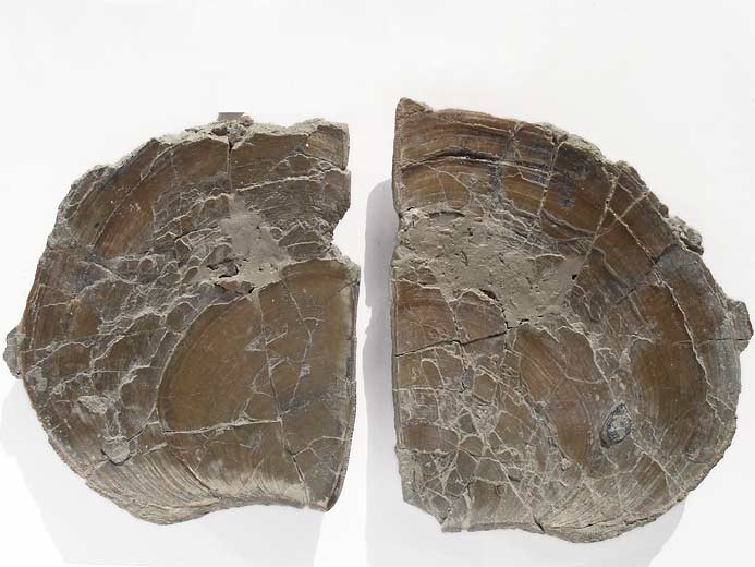 Double Laevaptychus sp fossile du jurassique Boulonnais