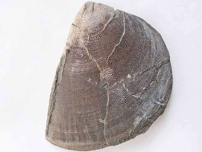 Laevaptychus sp fossile jurassique Boulonnais
