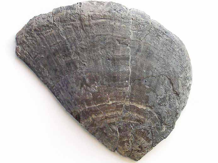 Laevaptychus latus fossile du jurassique Boulonnais COPYRIGHT P.TITREN
