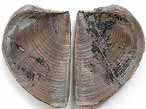 Laevaptychus latus fossile du jurassique Boulonnais