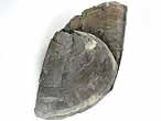Laevaptychus latus fossile du jurassique Boulonnais