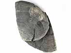 Laevaptychus latus fossile du jurassique Boulonnais