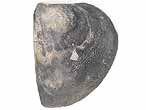 Laevaptychus sp fossile du jurassique Boulonnais
