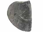 Laevaptychus sp fossile du jurassique Boulonnais