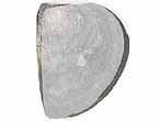 Laevaptychus sp fossile du jurassique Boulonnais