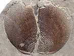 Laevaptychus sp fossile du jurassique Boulonnais