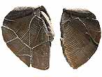 Laevaptychus latus fossile du jurassique Boulonnais