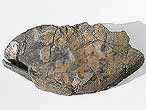 Laevaptychus latus fossile du jurassique Boulonnais