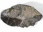 Laevaptychus latus fossile du jurassique Boulonnais