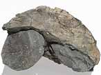 Laevaptychus latus dans 1 Aspidoceras fossile du jurassique Boulonnais