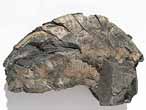 Laevaptychus latus dans 1 Aspidoceras fossile du jurassique Boulonnais