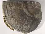 Laevaptychus sp & vers polychte fossile du jurassique Boulonnais