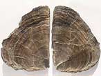 Laevaptychus latus fossile du jurassique Boulonnais
