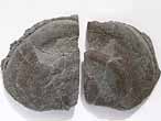Double Laevaptychus sp fossile du jurassique Boulonnais