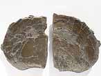 Double Laevaptychus sp fossile du jurassique Boulonnais