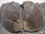 Laevaptychus latus fossile du jurassique Boulonnais