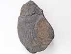 Laevaptychus sp fossile du jurassique Boulonnais