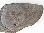 Laevaptychus sp fossile du jurassique Boulonnais