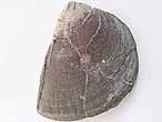 Laevaptychus sp & vers polychte fossile du jurassique Boulonnais