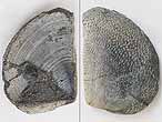 Laevaptychus sp fossile du jurassique Boulonnais