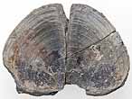 Laevaptychus latus fossile du jurassique Boulonnais