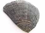 Laevaptychus latus fossile du jurassique Boulonnais COPYRIGHT P.TITREN