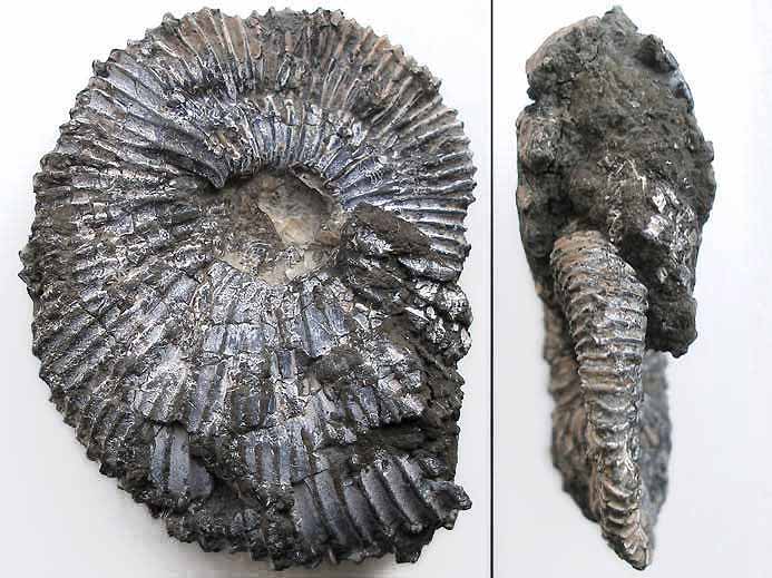 Pectinatites pringlei Ammonites - Fossiles jurassique Boulonnais