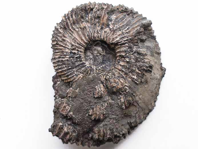 Pectinatites pringlei Ammonites - Fossiles jurassique Boulonnais