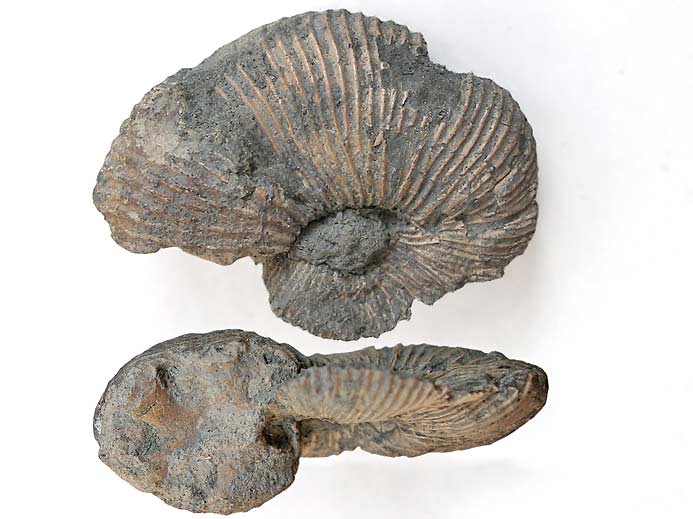 Pectinatites pringlei Ammonites - Fossiles jurassique Boulonnais