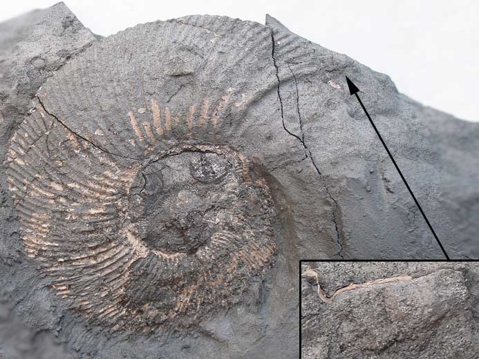 Pectinatites pringlei Ammonites - Fossiles jurassique Boulonnais