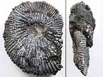 Pectinatites Ammonites - Fossiles du jurassique Boulonnais