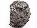 Pectinatites Ammonites - Fossiles du jurassique Boulonnais