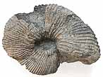 Pectinatites Ammonites - Fossiles du jurassique Boulonnais