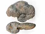 Pectinatites Ammonites - Fossiles du jurassique Boulonnais