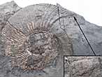 Pectinatites Ammonites - Fossiles du jurassique Boulonnais