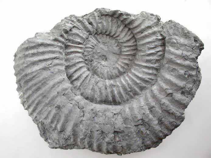Ammonites Perisphinctes - fossiles du jurassique Boulonnais