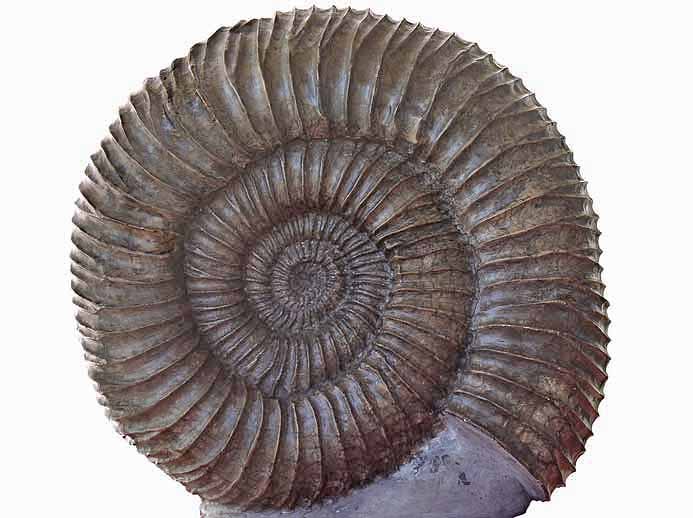 Ammonites Perisphinctes - fossiles du jurassique Boulonnais COPYRIGHT P.TITREN